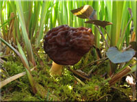 Fr�hjahrslorchel - Gyromitra esculenta