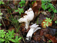 Helvella crispa