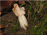 Herbstlorchel - Helvella crispa