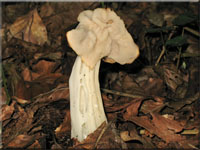 Herbstlorchel - Helvella crispa