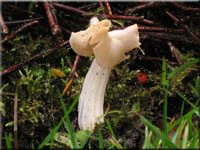 Herbstlorchel - Helvella crispa