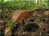 Sattel-Lorchel - Helvella ephippium