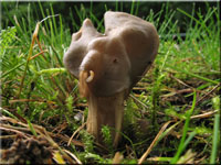 Gruben-Lorchel - Helvella lacunosa 