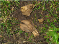 Gruben-Lorchel - Helvella lacunosa 