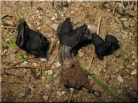 Gruben-Lorchel - Helvella lacunosa 