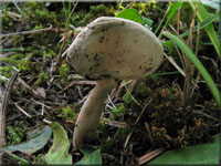 Langfu-Lorchel - Helvella macropus