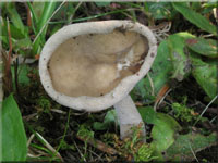Langfu-Lorchel - Helvella macropus