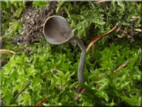 Langfu-Lorchel - Helvella macropus