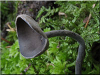 Langfu-Lorchel - Helvella macropus