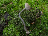 Langfu-Lorchel - Helvella macropus