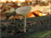 Langfu-Lorchel - Helvella macropus