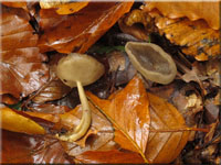 Langfuß-Lorchel - Helvella macropus