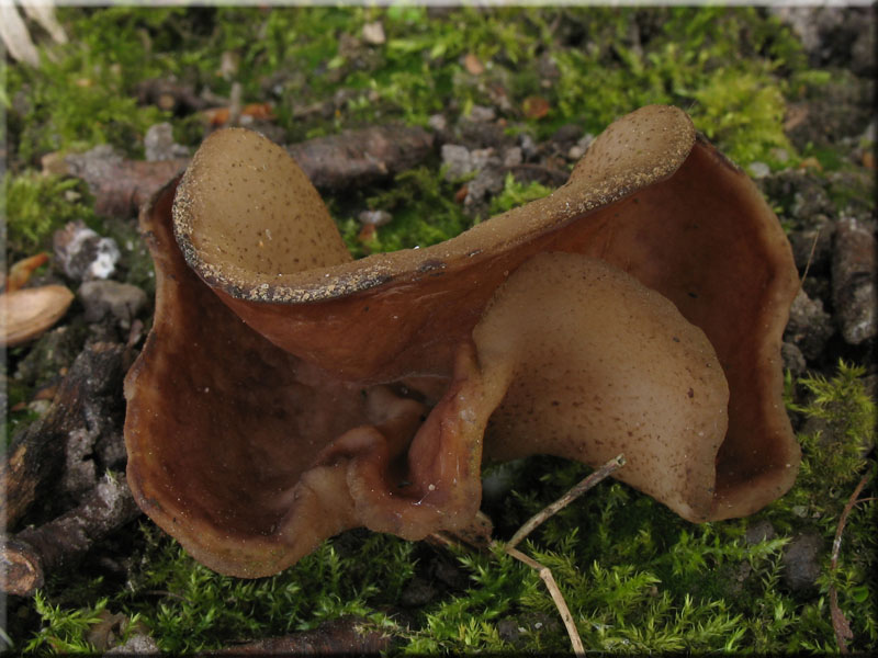 Aderiger Morchelbecherling - Disciotis venosa