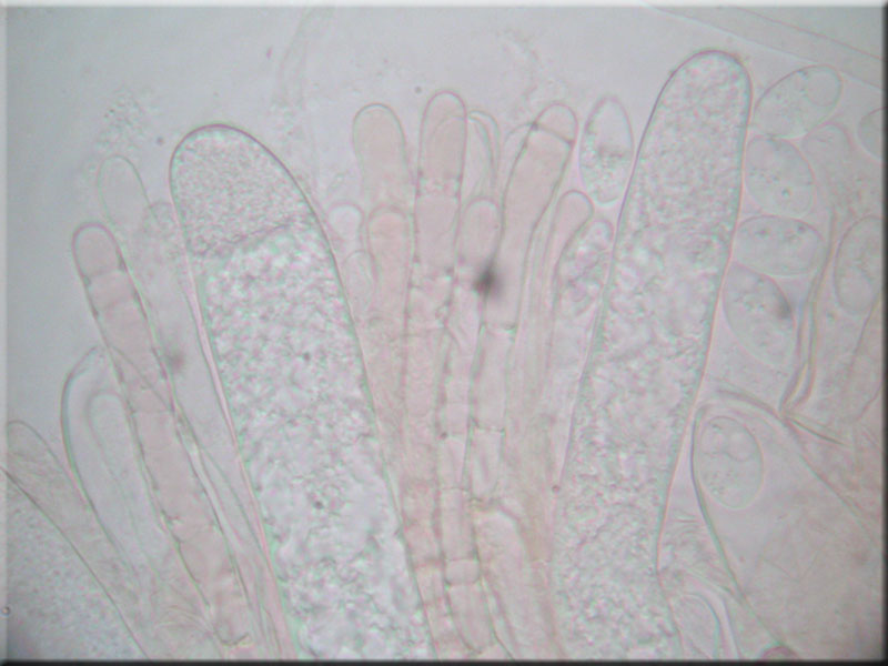 Aderiger Morchelbecherling - Disciotis venosa