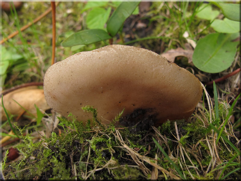 Aderiger Morchelbecherling - Disciotis venosa