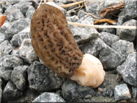 Spitz-Morchel - Morchella elata