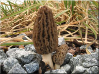 Spitz-Morchel - Morchella elata