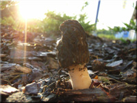 Morchella elata 