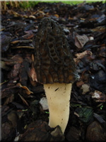 Spitz-Morchel - Morchella elata