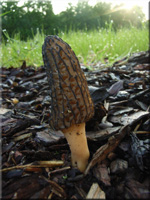 Spitz-Morchel - Morchella elata