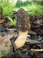 Spitz-Morchel - Morchella elata