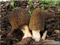 Spitz-Morchel - Morchella elata