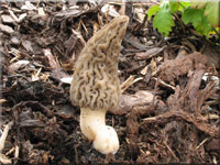 Spitz-Morchel - Morchella elata