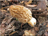 Spitz-Morchel - Morchella elata