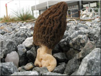 Spitz-Morchel - Morchella elata