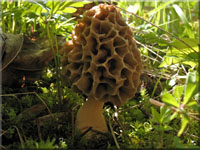 Speise-Morchel - Morchella esculenta 