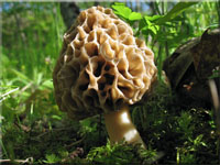 Speise-Morchel - Morchella esculenta 