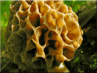 Speise-Morchel - Morchella esculenta 