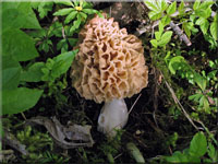 Speise-Morchel - Morchella esculenta 