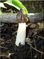 Morchella gigas