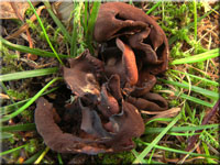 Krötenöhrling - Otidea bufonia 