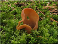 Hasenohr - Otidea leporina