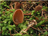 Hasenohr - Otidea leporina