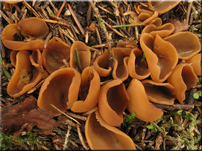 Pilze: Hasenohr - Otidea leporina