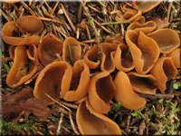 Hasenohr - Otidea leporina