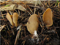 Hasenohr - Otidea leporina