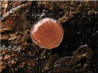 Rosabrauner Dickbecherling - Pachyella babingtonii