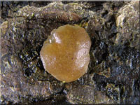 Rosabrauner Dickbecherling - Pachyella babingtonii