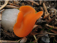 Gemeiner Orangebecherling - Aleuria aurantia