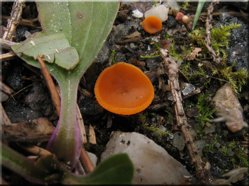Gemeiner Orangebecherling - Aleuria aurantia
