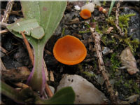 Gemeiner Orangebecherling - Aleuria aurantia