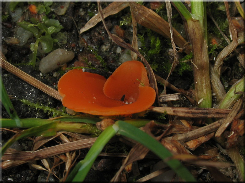 Gemeiner Orangebecherling - Aleuria aurantia