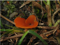 Gemeiner Orangebecherling - Aleuria aurantia