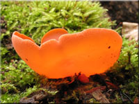 Gemeiner Orangebecherling - Aleuria aurantia