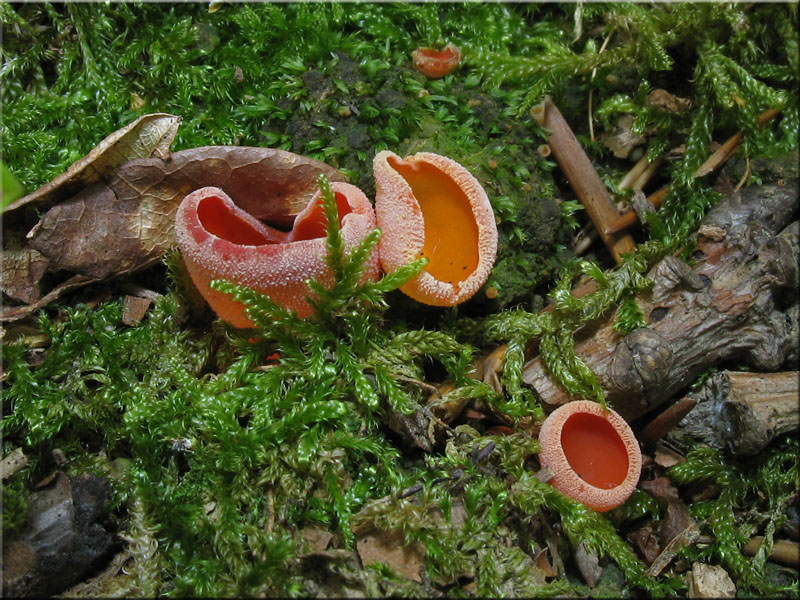 Gemeiner Orangebecherling - Aleuria aurantia