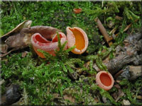 Gemeiner Orangebecherling - Aleuria aurantia